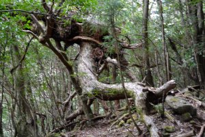 602118_251715488297712_970271948_n